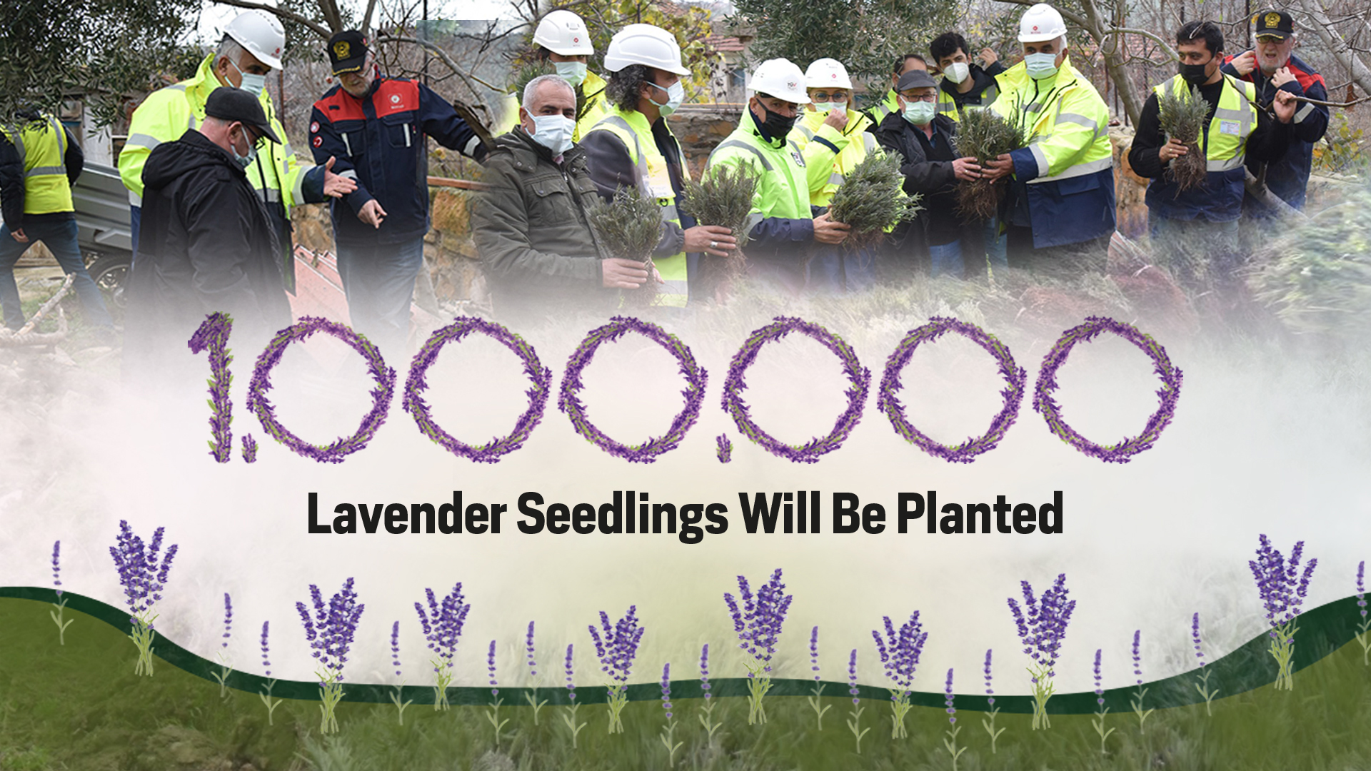 1,000,000 Lavender Seedlings Will Be Planted