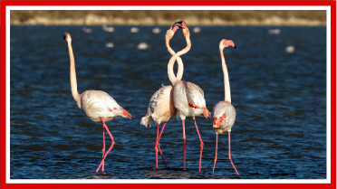 Flamingos